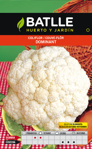COLIFLOR DOMINANT BLANQUITA